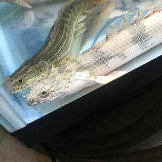 ポリプテルス・エンドリケリー　約30cm