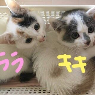 キキ☆ララ　姉妹