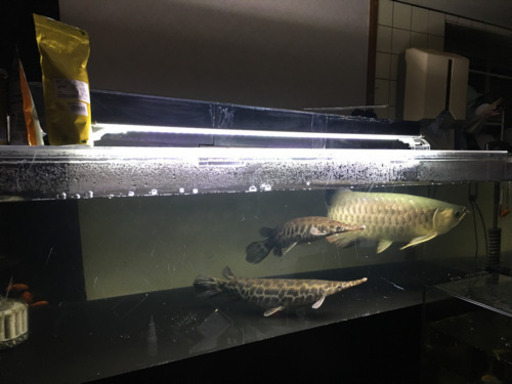 120水槽セット  今日か明日引き取りの方