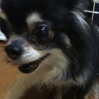 チワワ　メス