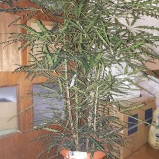観葉植物　アラレア