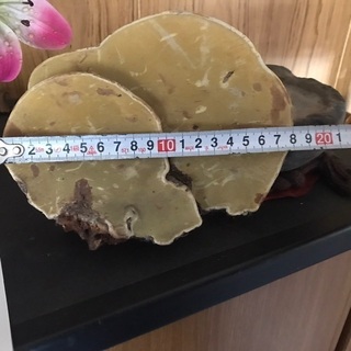 サルノコシカケの画像