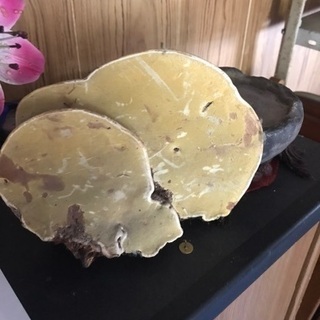 サルノコシカケの画像