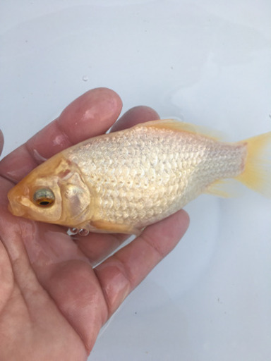 プラチナ金魚　キラキラ　(木村養魚場産　白よりもプラチナ　レア　金魚)