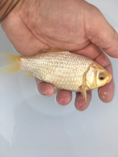 プラチナ金魚　キラキラ　(木村養魚場産　白よりもプラチナ　レア　金魚)