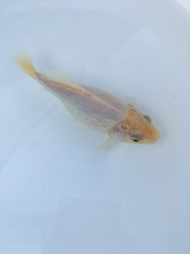 プラチナ金魚　キラキラ　(木村養魚場産　白よりもプラチナ　レア　金魚)