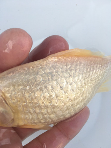 プラチナ金魚　キラキラ　(木村養魚場産　白よりもプラチナ　レア　金魚)