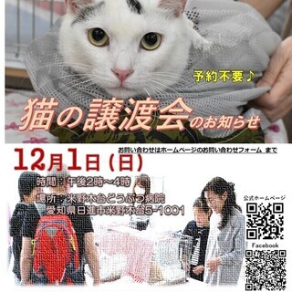 12月1日保護猫の譲渡会　日進市