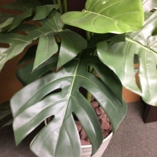 擬木の観葉植物(モンステラ？)