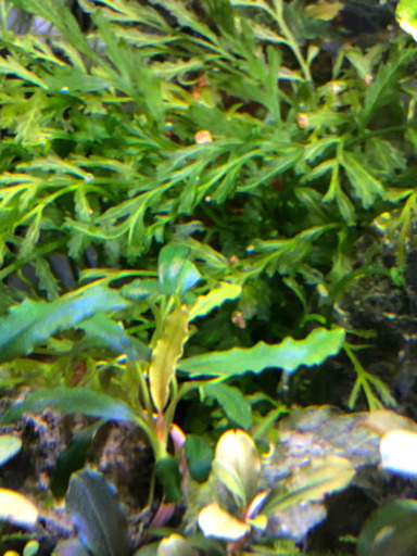 30センチ水槽セット