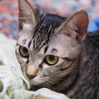 ピカピカキラキラな幸せ掴み隊たちに ビビビッッときたら譲渡会場へお越しください☆ - 猫
