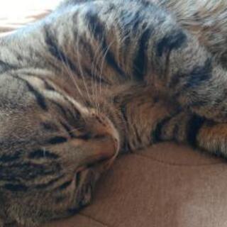 猫好きの猫好きによる猫好きのための呑み会