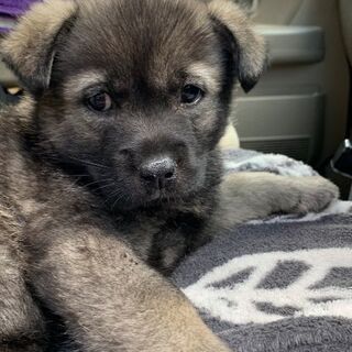 家族になってあげてください。