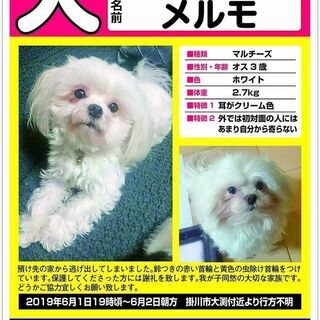 マルチーズ探しています