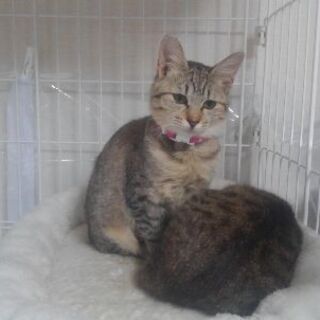 保護猫を迎えよう！費用負担無し！避妊済　生後6ヶ月メス。No.1、 No.2ちゃん - 猫
