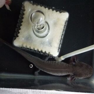 ウーパールーパー