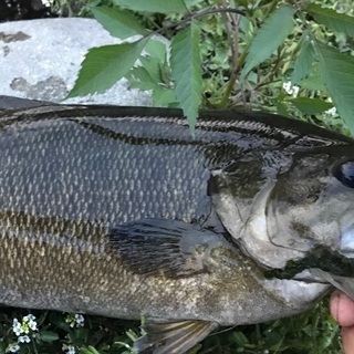 釣り友達募集。