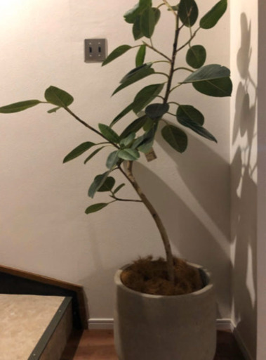 MUJI アルテシマ 13号 無印良品 観葉植物 ディスプレイ 雑貨 植木