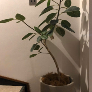 MUJI アルテシマ 13号 無印良品 観葉植物 ディスプレイ 雑貨 植木