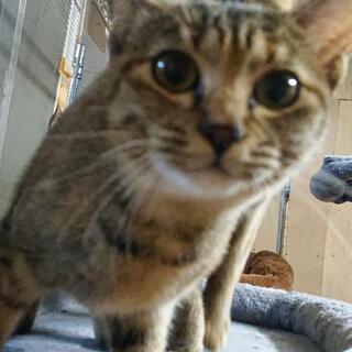 子猫ちゃん２匹の里親様を募集（避妊手術済み）