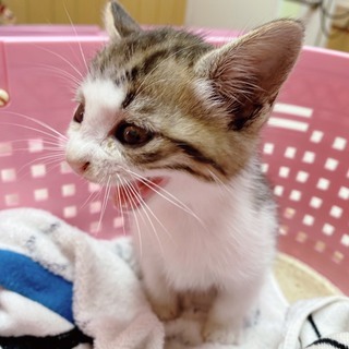 現在トライアル中です