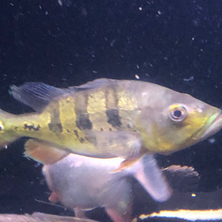 キクラケルベリー　約30センチ