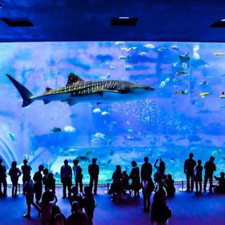 🎶✨🐬水族館好き🐠✨🎶
