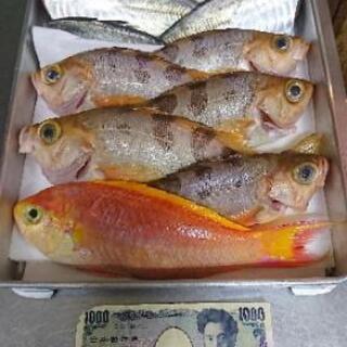 釣りメンバー、グループライン募集です。