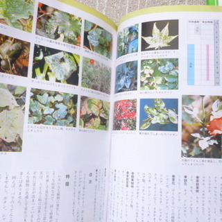 「これだけは防ぎたい病気と害虫120」「やさしい庭木辞典２」「やさしい庭木辞典３」の3冊まとめての画像