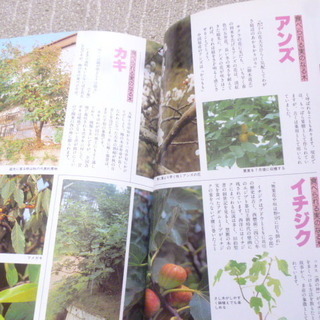「これだけは防ぎたい病気と害虫120」「やさしい庭木辞典２」「やさしい庭木辞典３」の3冊まとめての画像