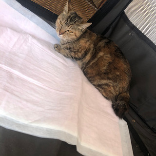 仮名 綱手ちゃん