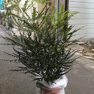 観葉植物　アラレア　エレガンス