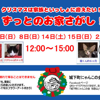 保護猫たちの譲渡会の画像