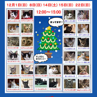 保護猫たちの譲渡会 - 和歌山市