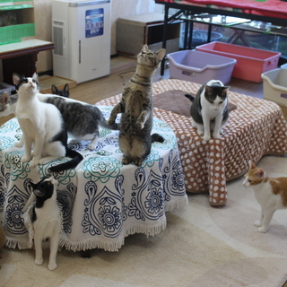 保護猫たちの譲渡会 - 地域/お祭り