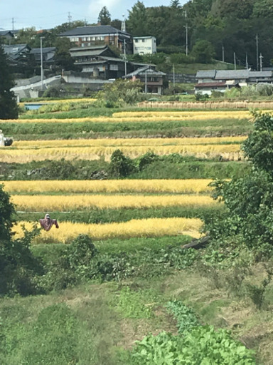 新米コシヒカリ長野県小諸市産玄米