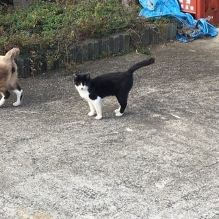 すごく人懐っこいメスの猫ちゃんです。
