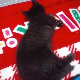 ８月生まれ黒猫(黒とら猫)さきちゃん - 松戸市
