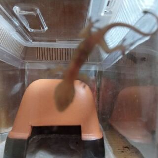 ヤモラーの友達募集★