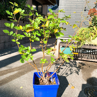 バラ苗　ラパリジェンヌの画像