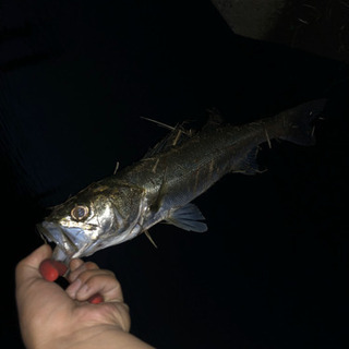 釣り仲間　友達　情報交換 - 世田谷区