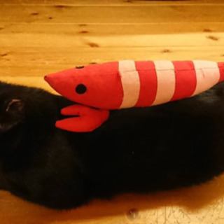 おっとり黒猫さん里親様募集