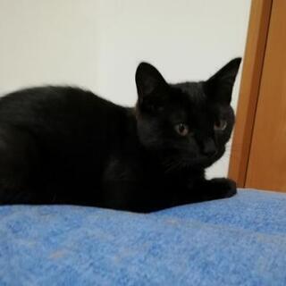里親募集　♀８ヶ月