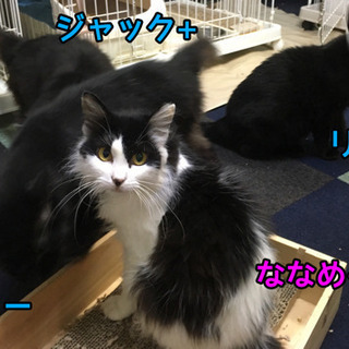 白黒半長毛の「ななめ」の家族になってください。 − 東京都