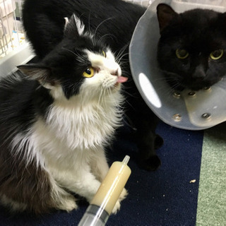 白黒半長毛の「ななめ」の家族になってください。 - 猫
