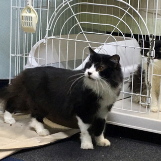 白黒半長毛のデカ猫の家族になってください。 − 東京都