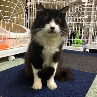 白黒半長毛のデカ猫の家族になってください。