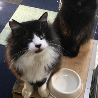 白黒半長毛のデカ猫の家族になってください。 - 杉並区