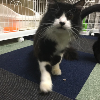 白黒半長毛のデカ猫の家族になってください。 - 里親募集