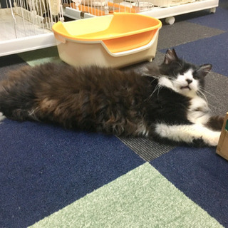 白黒半長毛のデカ猫の家族になってください。 - 猫
